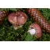Мицелий Сыроежки пищевой / Сыроежка съедобная (Russula vesca)